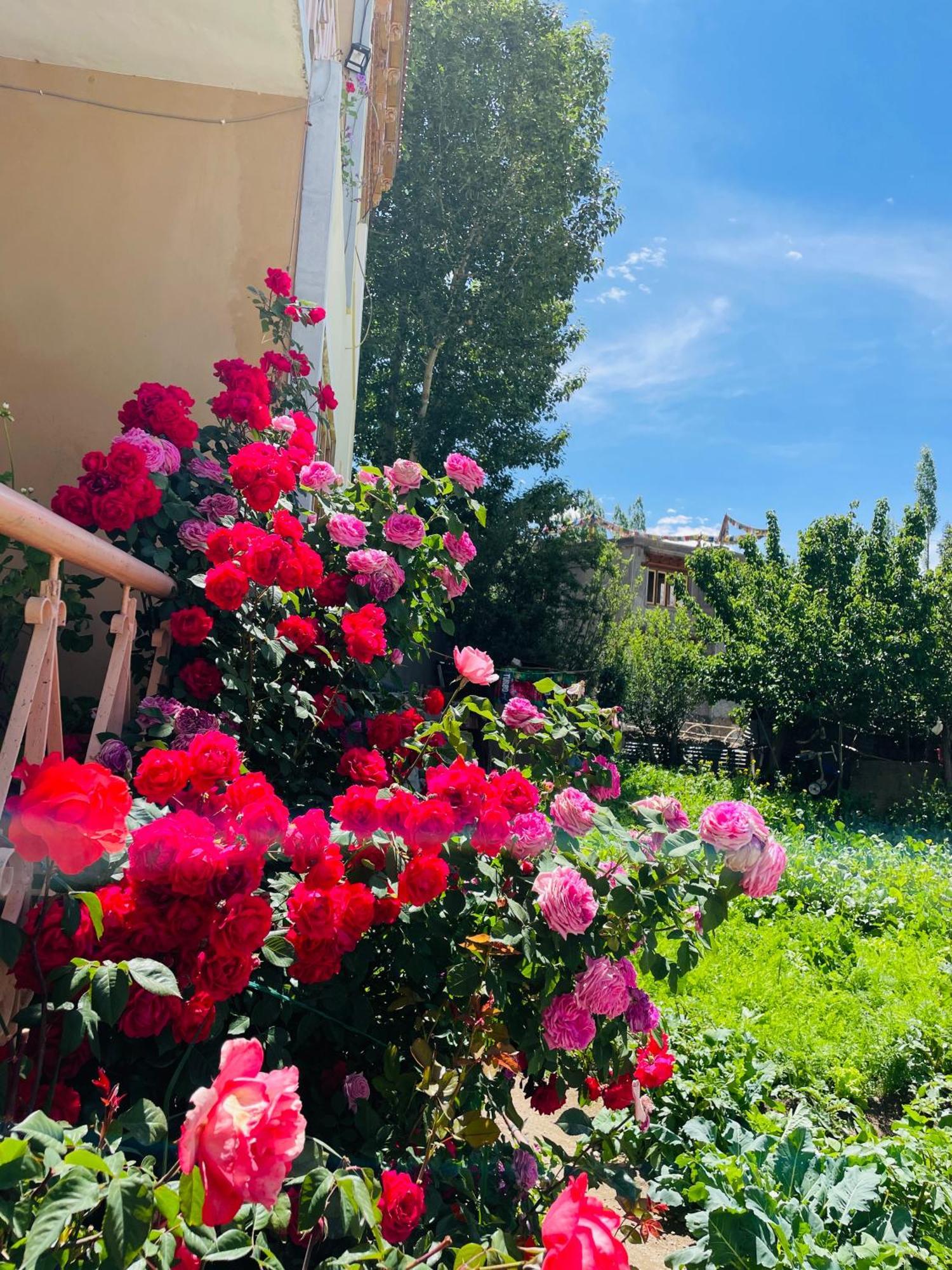 Zlatan Guest House Leh Exterior foto